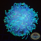 Macrodactyla doreensis WYSIWYG