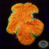 Symphyllia spp. „Toxic Rim“ WYSIWYG