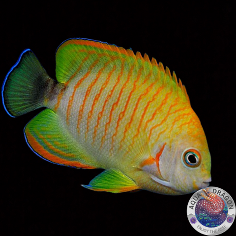 Centropyge eibli "Tigerpyge“