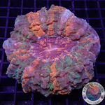 Acanthophyllia deshayesiana „Halloween“