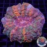 Acanthophyllia deshayesiana „Halloween“