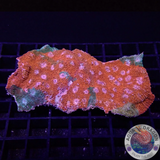 Echinophyllia aspera „Rainbow Prince“ WYSIWYG