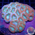 Micromussa spp. „TEOTT“ WYSIWYG „AD Special“