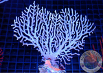 Melithaea spp. „Color Play“ XXL WYSIWYG