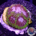 Favia spp. “Tranquility” WYSIWYG