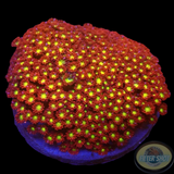 Goniopora spp. „Flash“ WYSIWYG „AD Special“