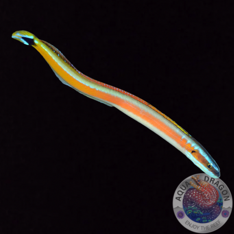 Gunnellichthys curiosus „Gelbstreifen Wurmgrundel“