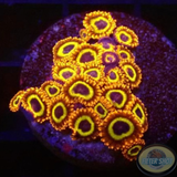 Krustenanemonen „Fruit Loops“
