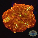Discosoma spp. „Flame Bounce“ WYSIWYG