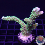 Montipora capitata „Berry“ WYSIWYG