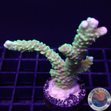 Montipora capitata „Berry“ WYSIWYG