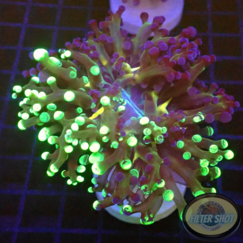 Euphyllia paradivisa “Grafted” AD Special