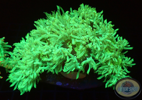 Catalaphyllia jardinei „Reactor Leak“ WYSIWYG