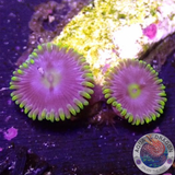 Krustenanemonen „Corona“ WYSIWYG