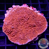 Echinophyllia spp. „Flame“ WYSIWYG