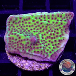 Montipora confusa