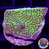 Montipora confusa