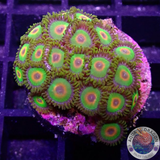 Krustenanemonen „Rasta“ WYSIWYG