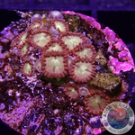 Krustenanemonen “Chocolate Orange” WYSIWYG