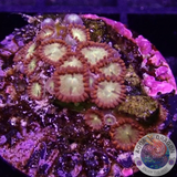 Krustenanemonen “Chocolate Orange” WYSIWYG