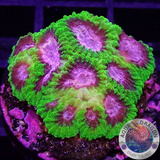 Favia spp. „Raptor Peace“ WYSIWYG „AD Special“