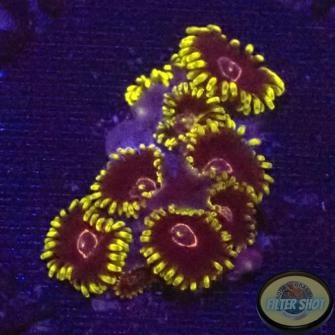 Krustenanemonen „Purple Hearts“ AD Special