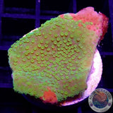 Montipora spp. „Grafted“ WYSIWYG