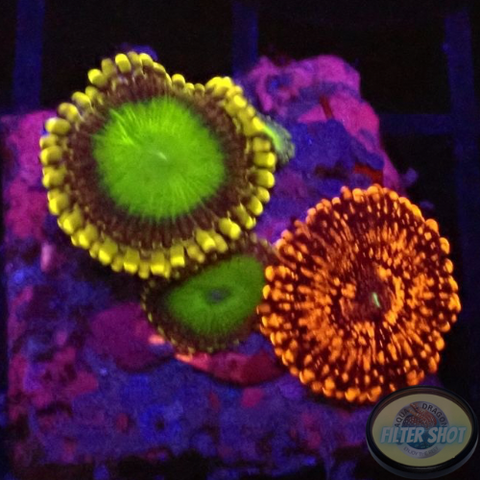 Krustenanemonen „Electric Ooma Loompa & Darth Maul“ WYSIWYG „AD Special“
