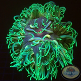 Macrodactyla doreensis WYSIWYG