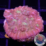 Mycedium spp. „Above The Rim“ WYSIWYG