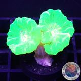 Caulastraea spp. „Kryptonite“