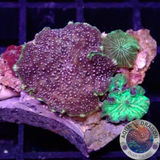 Discosoma spp. „Purple Disco & Co“ WYSIWYG „AD Special“