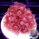 Goniopora spp. „Inferno“ WYSIWYG