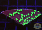 Turbinaria spp. „Flying Monkey“