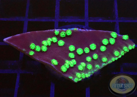 Turbinaria spp. „Flying Monkey“
