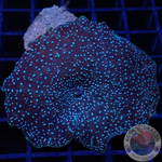 Discosoma spp. „Intergalactic“ WYSIWYG „AD Special“