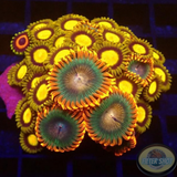 Krustenanemonen „Afro King Watermelon“ WYSIWYG „AD Special“