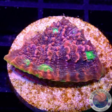 Echinophyllia spp. „Watermelon“
