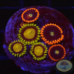 Krustenanemonen „King Midas & Fire & Ice“ WYSIWYG