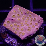 Cyphastrea spp. “24K”