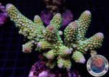 Acropora humilis „Sour Jo“ WYSIWYG „AD Special“