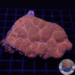 Symphyllia spp. „Spark“ WYSIWYG