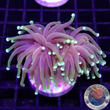 Euphyllia glabrescens „Hellfire“ WYSIWYG