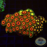 Krustenanemonen „Flower Power“ WYSIWYG