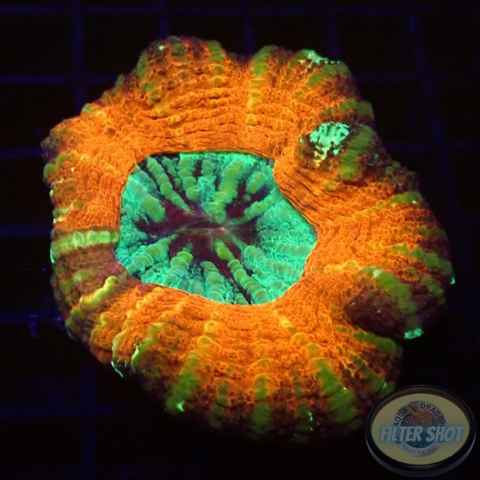 Homophyllia australis „Tiger Scolly“