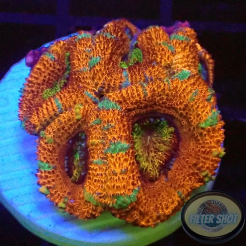 Micromussa spp. “Candy Tiger” AD Special
