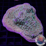 Montipora spp. „Berry Cap“ WYSIWYG „AD Special“