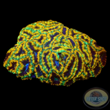Micromussa spp. „Jumanji“ WYSIWYG