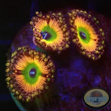 Krustenanemonen „Shazam“ WYSIWYG „AD Special“