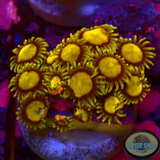 Krustenanemonen „King Midas“